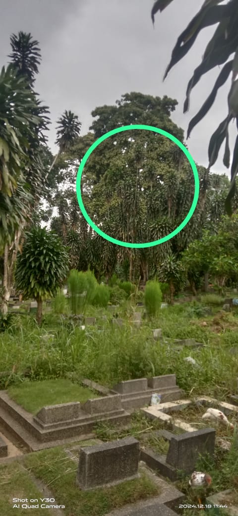 IMG-20241218-WA0012
